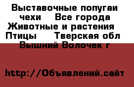 Выставочные попугаи чехи  - Все города Животные и растения » Птицы   . Тверская обл.,Вышний Волочек г.